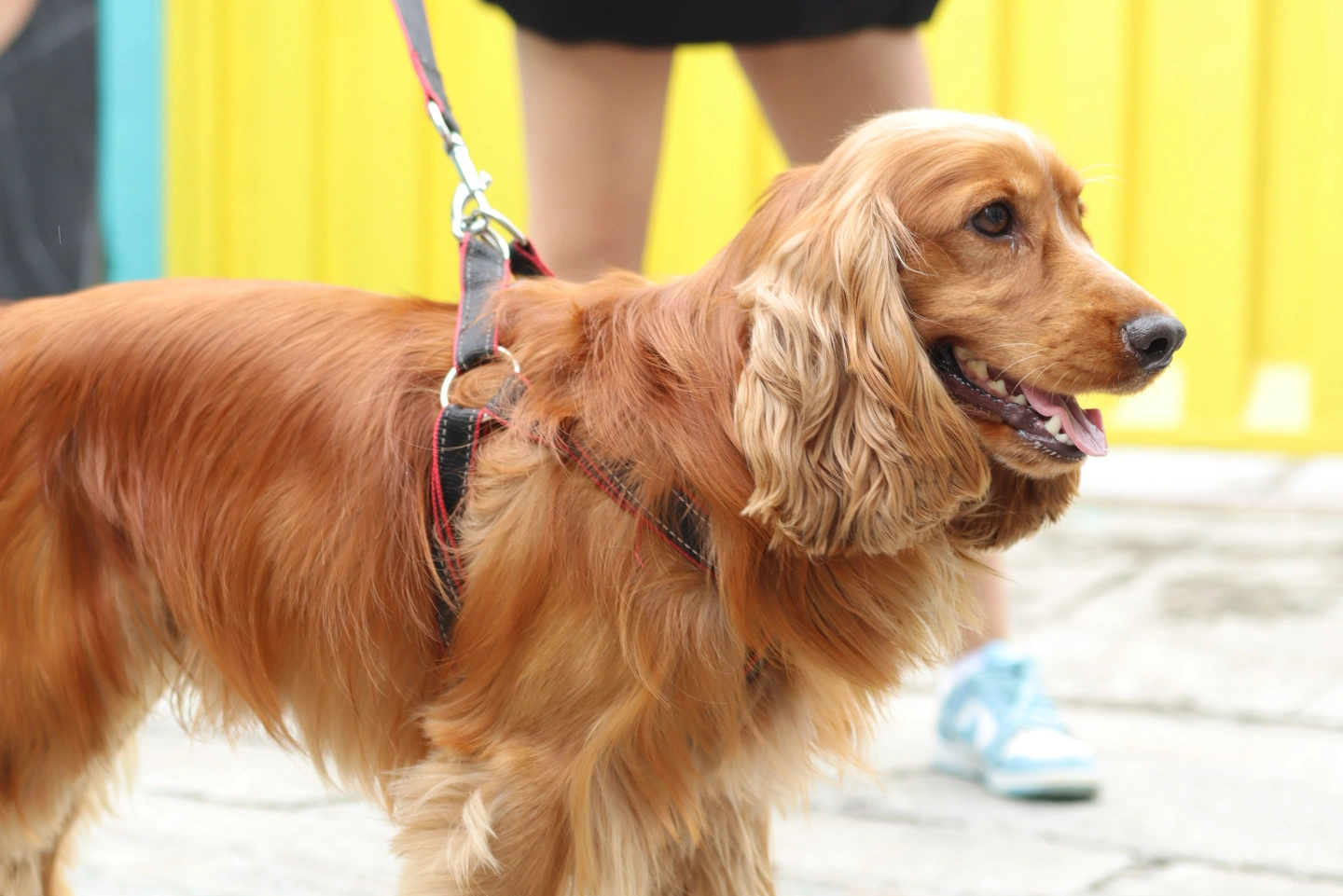 Ready to Unleash Your Pup’s Best Self?