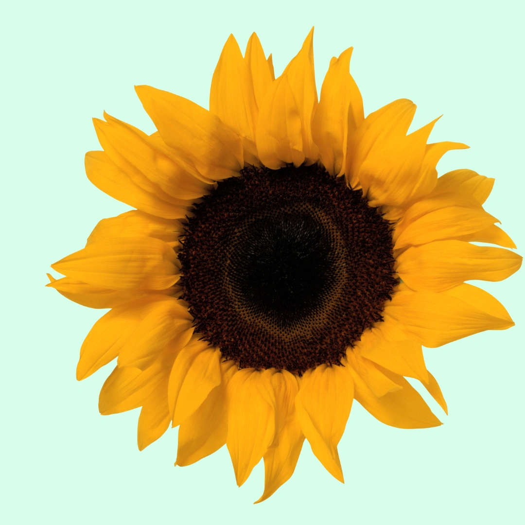 The Sunny Sunflower