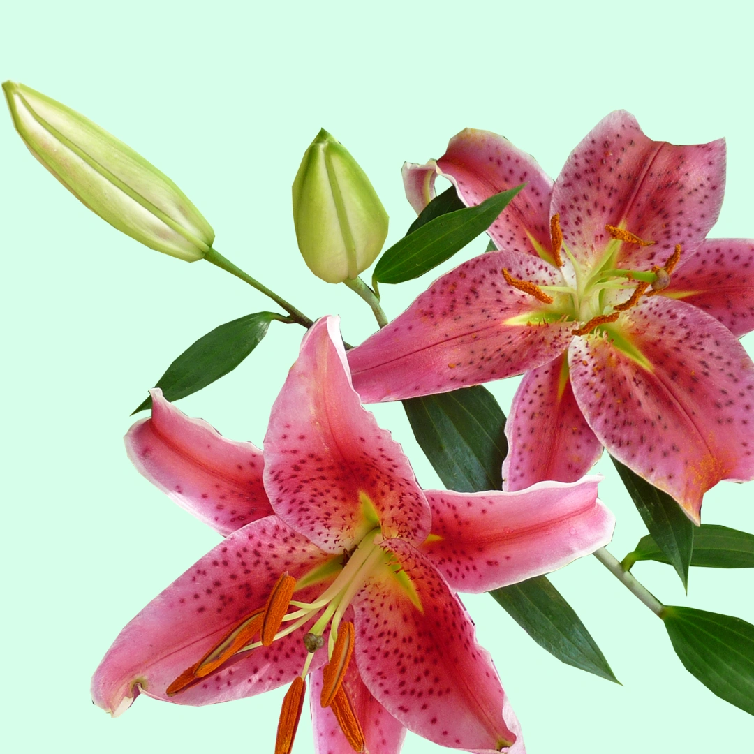 The Serene Lily