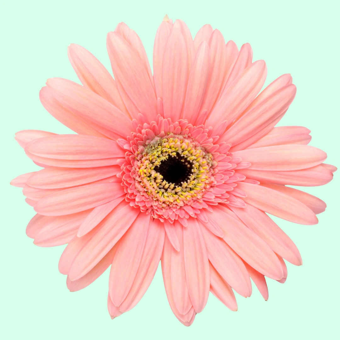 The Playful Gerbera