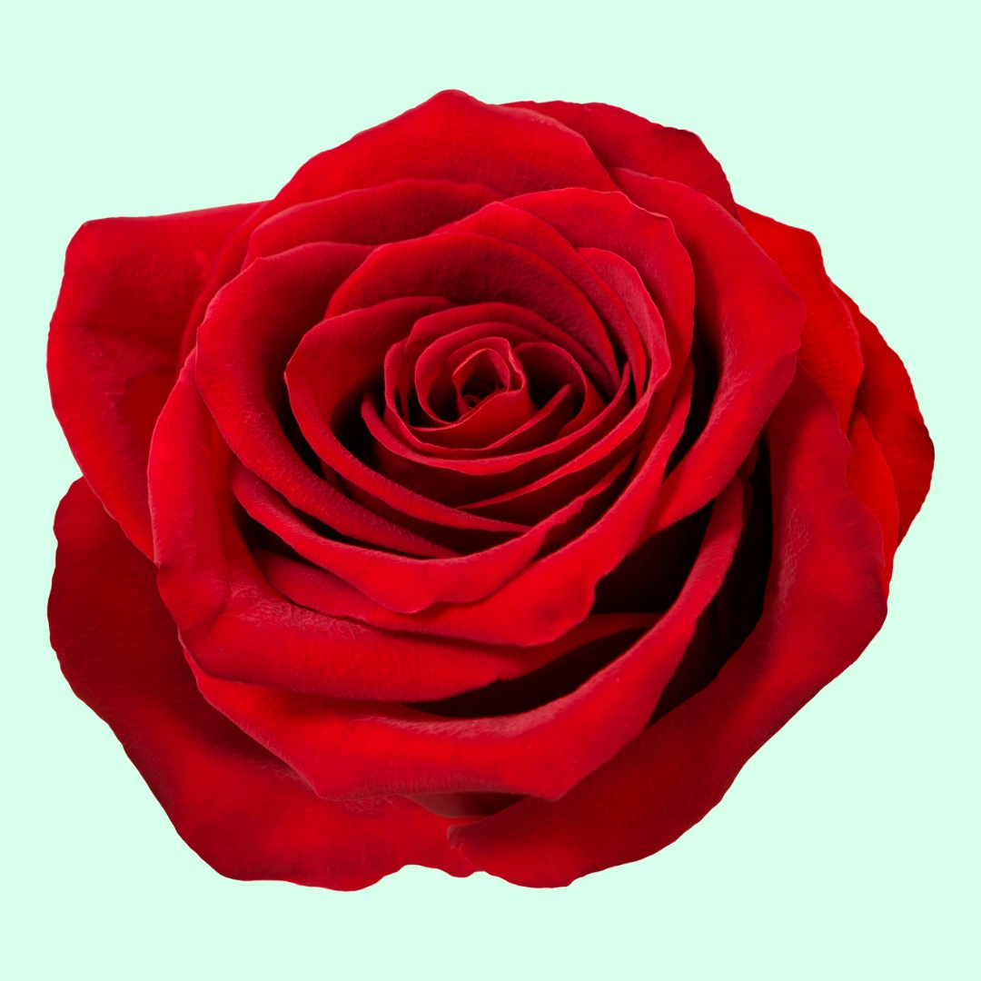 The Romantic Rose