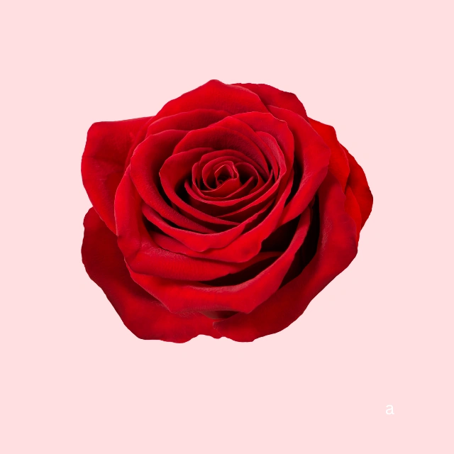 The Romantic Rose