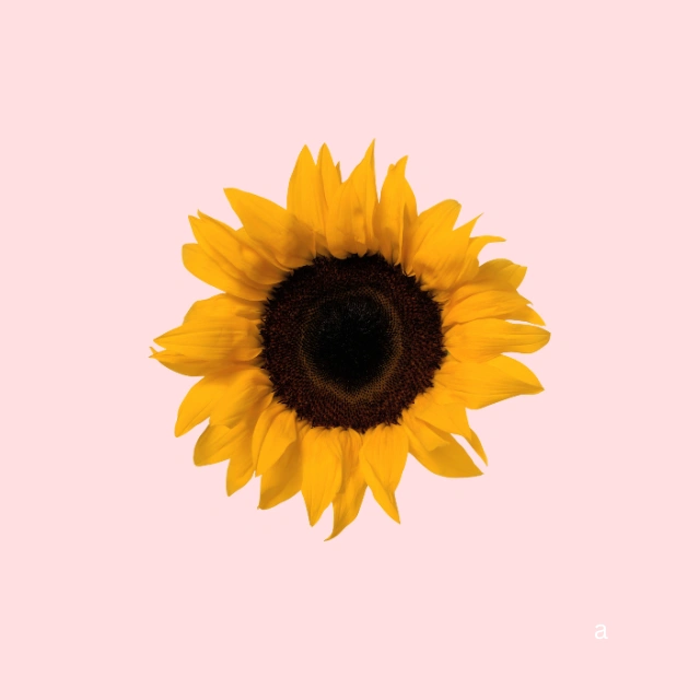 The Sunny Sunflower