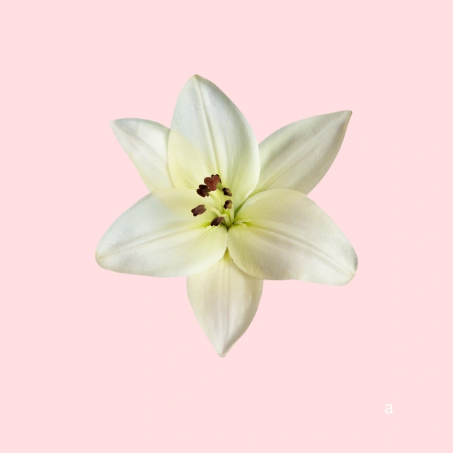 The Serene Lily