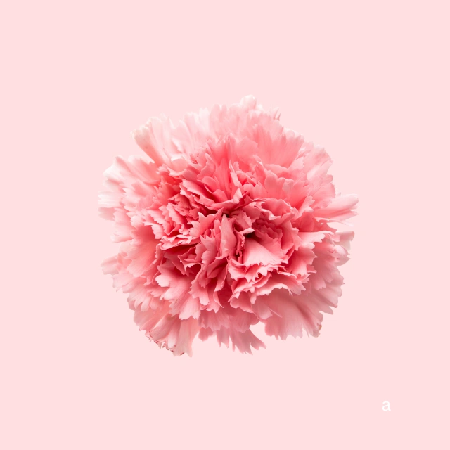 The Gentle Carnation