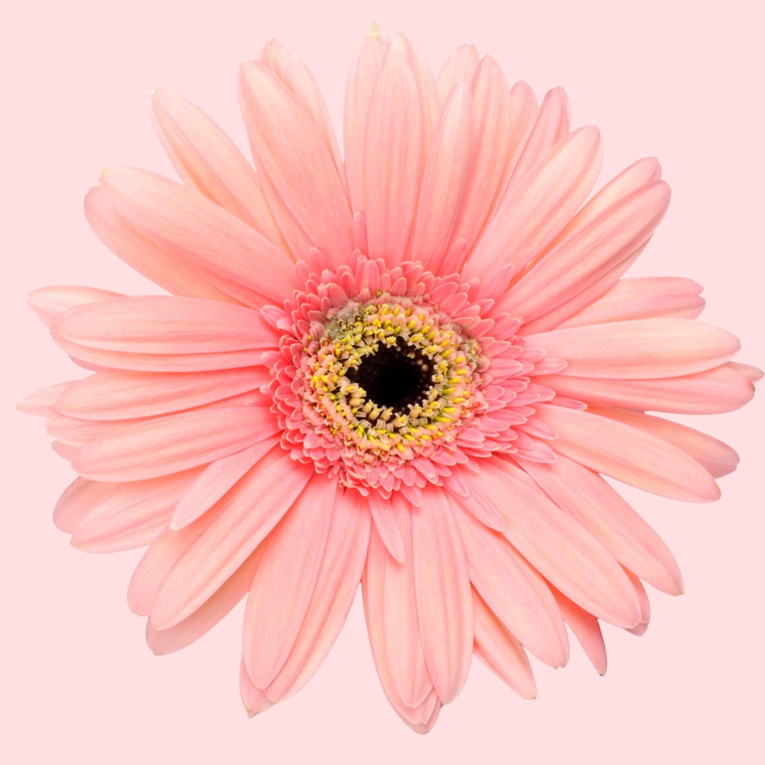 The Playful Gerbera