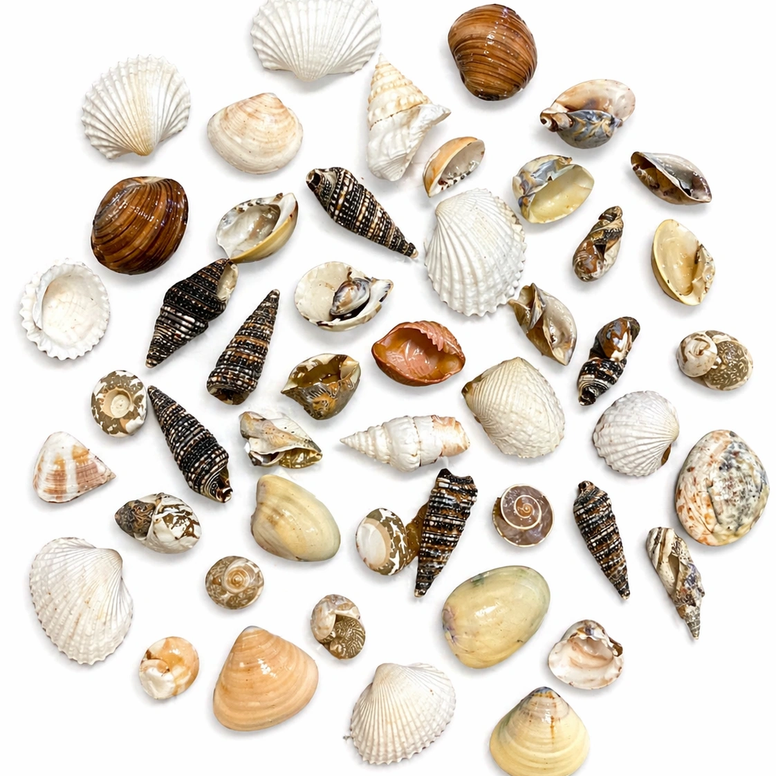 Seashell 1