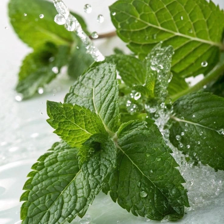 Pepper mint 1