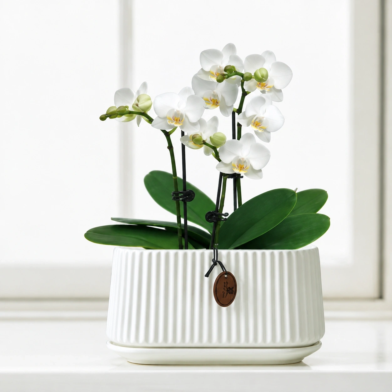 ID Studio Nepal Ceramic Orchid & Indoor Plant Pot for Living Room, Office Desk, Reception, Bedroom & Home Décor 2