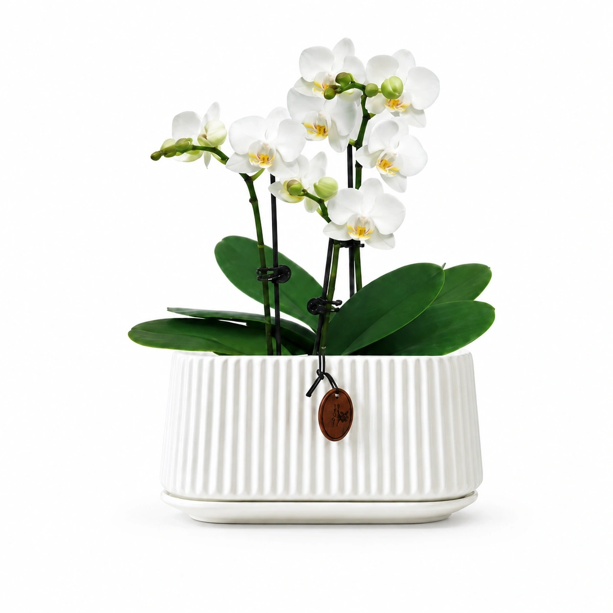 ID Studio Nepal Ceramic Orchid & Indoor Plant Pot for Living Room, Office Desk, Reception, Bedroom & Home Décor 3
